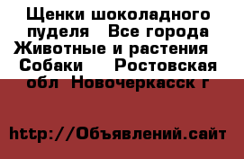 Щенки шоколадного пуделя - Все города Животные и растения » Собаки   . Ростовская обл.,Новочеркасск г.